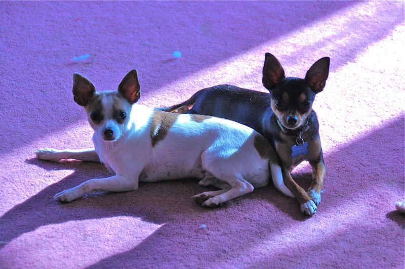 jasper and dexter